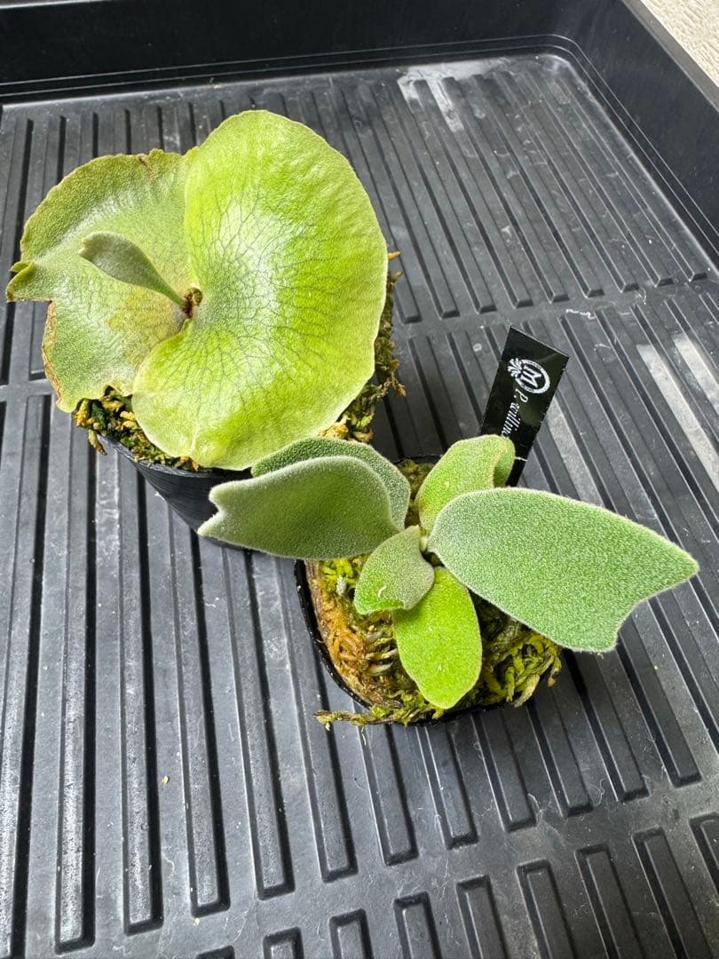 CK pavilion pup 2種　ビカクシダ