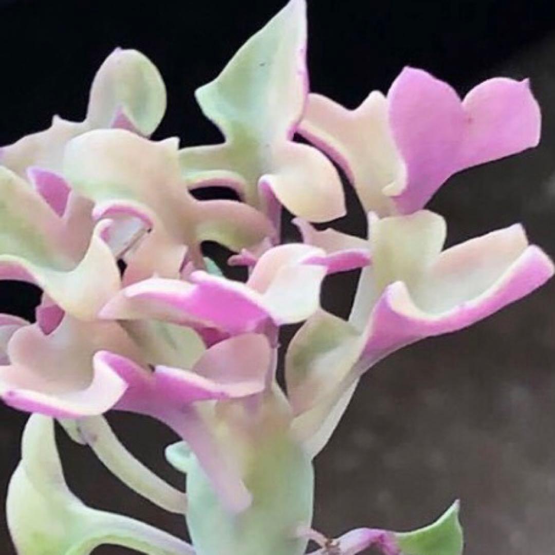 専用！多肉植物^o^  七法樹錦