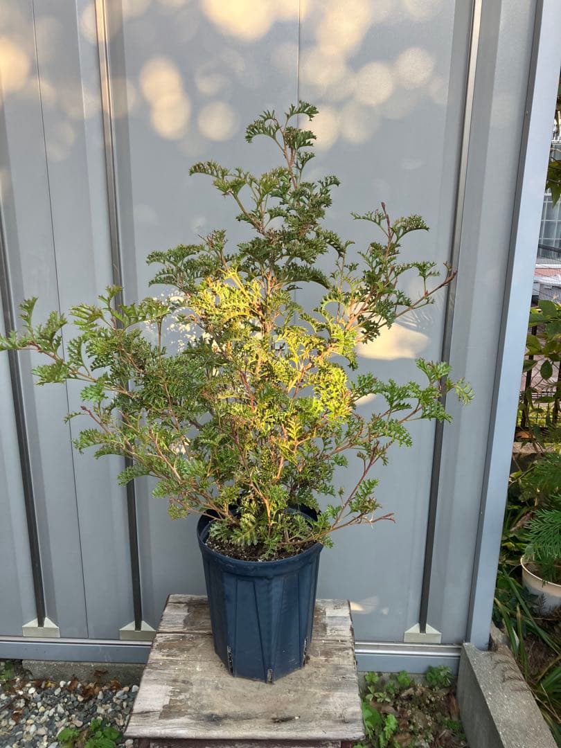 【16日まで】グレビレア　グレープ　8号鉢ごと発送　オージープランツ