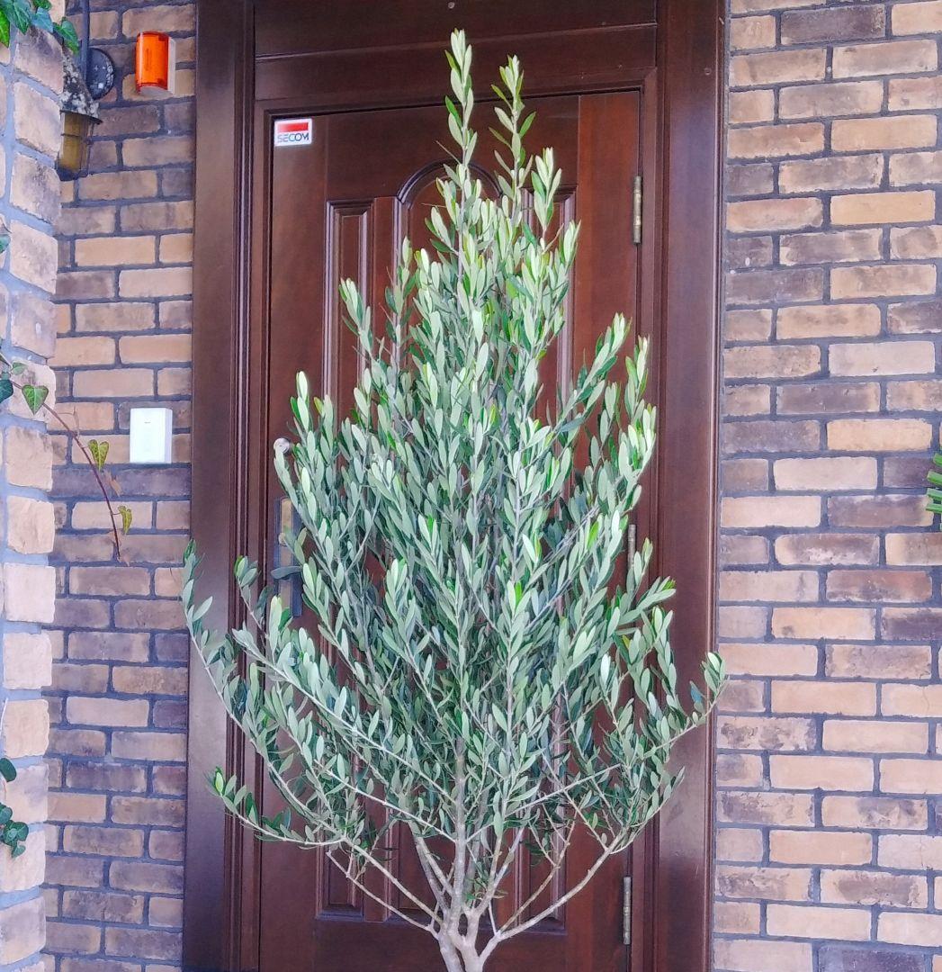 オリーブの木 シプレッシーノ 175cm❗ 大型10号 超美形 綺麗な葉色 鉢植