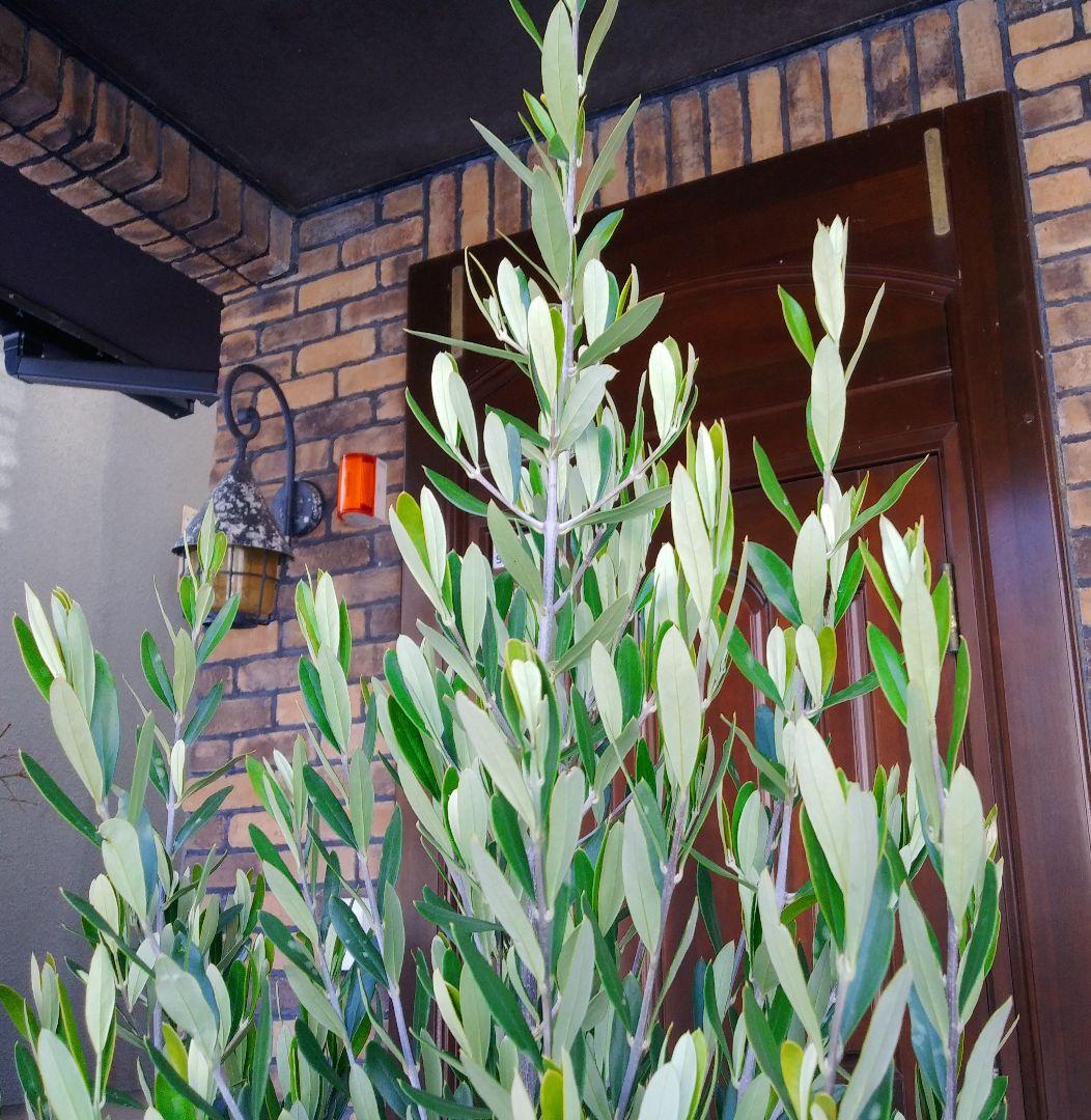 オリーブの木 シプレッシーノ 175cm❗ 大型10号 超美形 綺麗な葉色 鉢植