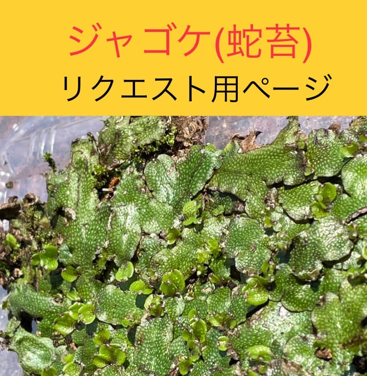 ジャゴケ(蛇苔)  　リクエスト用ページ　イモリウム　アクアリウム　観賞用天然苔