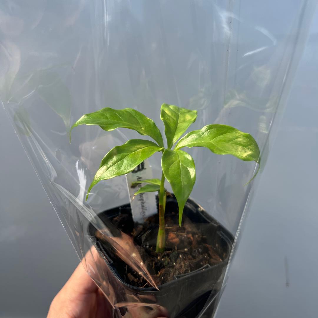 (世界最大の花)ショクダイオオコンニャクの苗