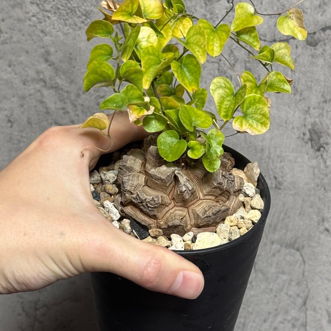 アフリカ亀甲竜　良型