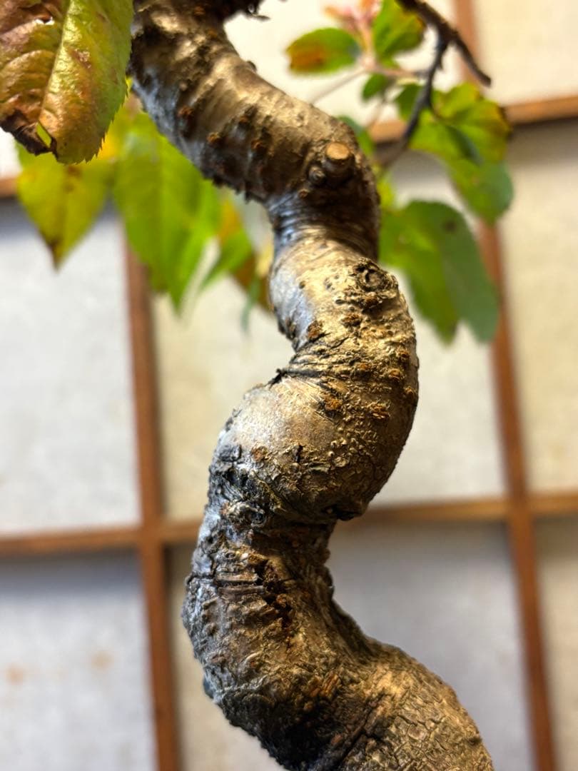 十月桜盆栽❗️極太❗️年末セール❗️小品盆栽❗️将来性高いです！桜盆栽❗️雑木盆栽❗️激安！