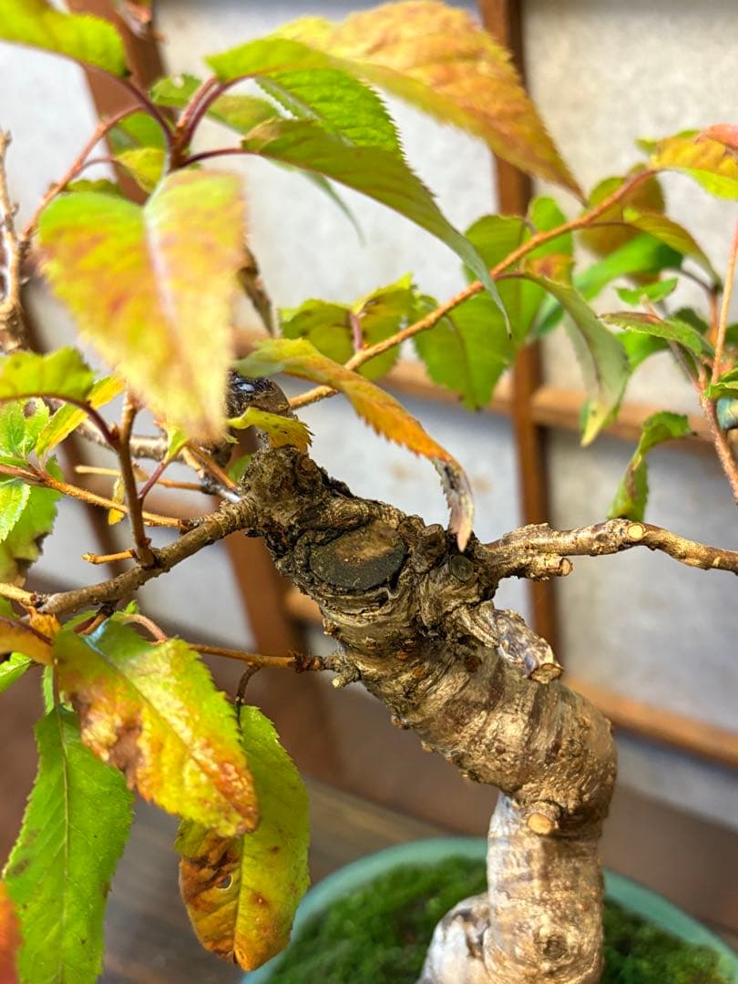 十月桜盆栽❗️極太❗️年末セール❗️小品盆栽❗️将来性高いです！桜盆栽❗️雑木盆栽❗️激安！