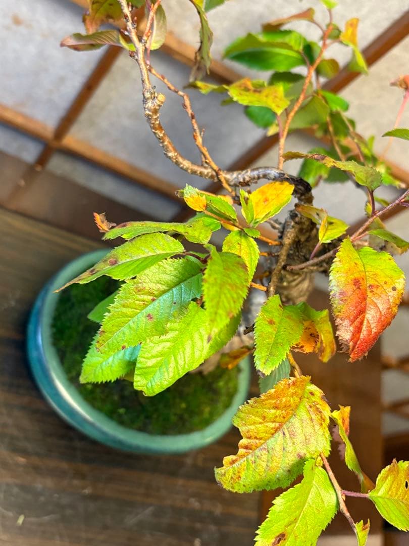 十月桜盆栽❗️極太❗️年末セール❗️小品盆栽❗️将来性高いです！桜盆栽❗️雑木盆栽❗️激安！