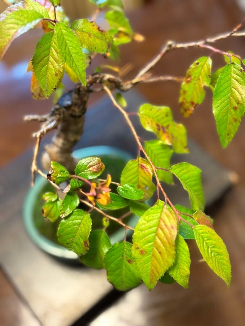 十月桜盆栽❗️極太❗️年末セール❗️小品盆栽❗️将来性高いです！桜盆栽❗️雑木盆栽❗️激安！