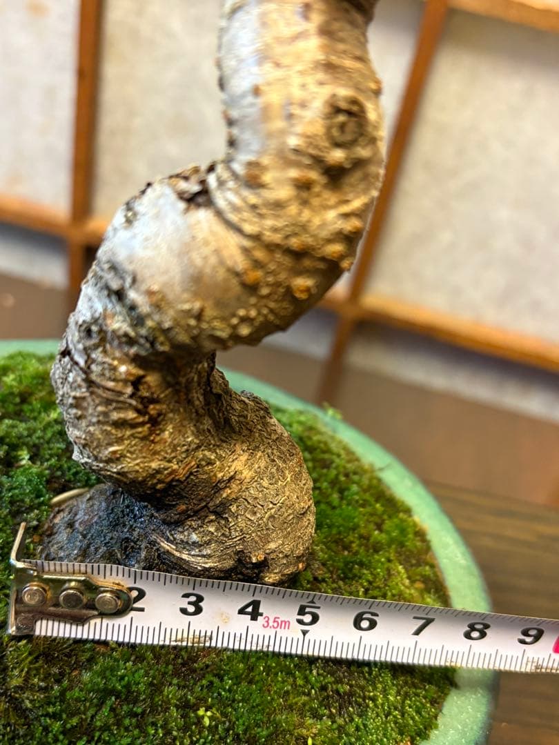十月桜盆栽❗️極太❗️年末セール❗️小品盆栽❗️将来性高いです！桜盆栽❗️雑木盆栽❗️激安！