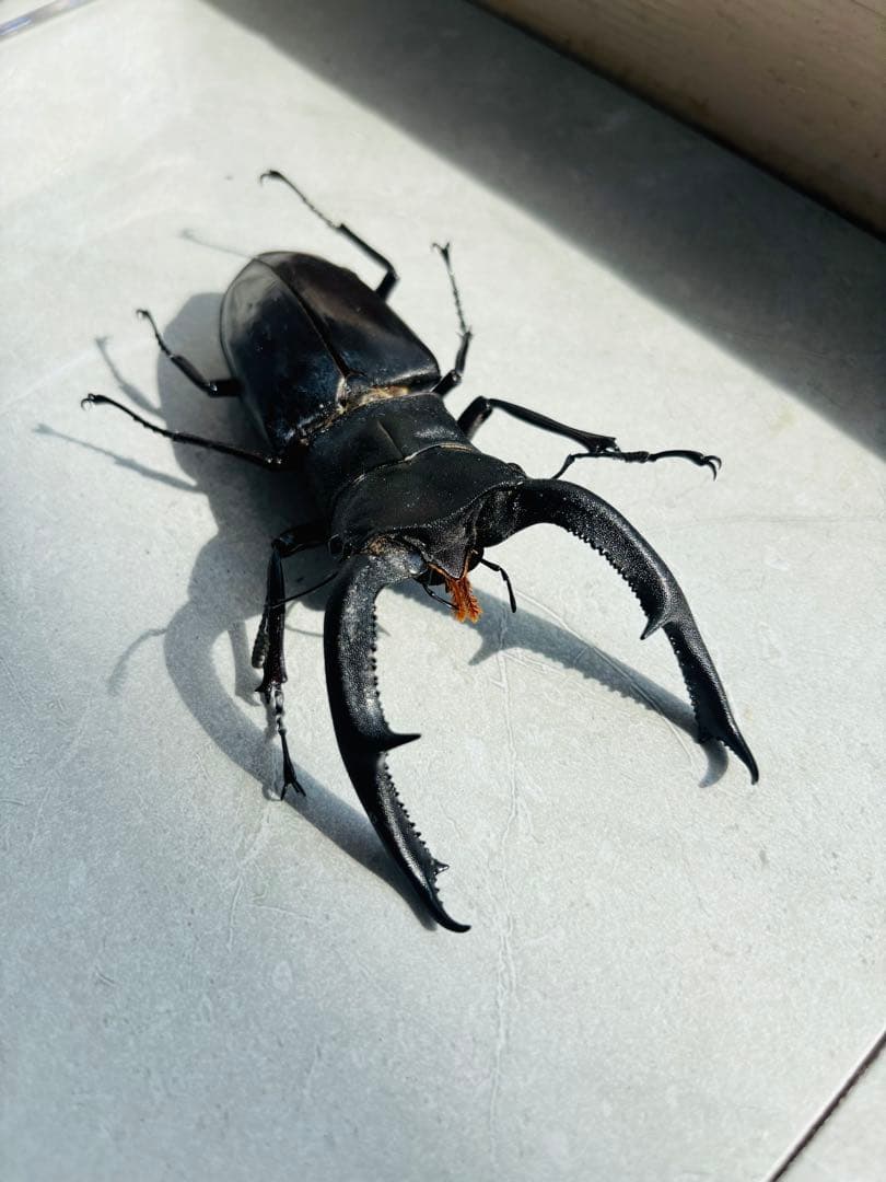 【超大型】 マンディブラリスフタマタクワガタ　標本　オス　メス