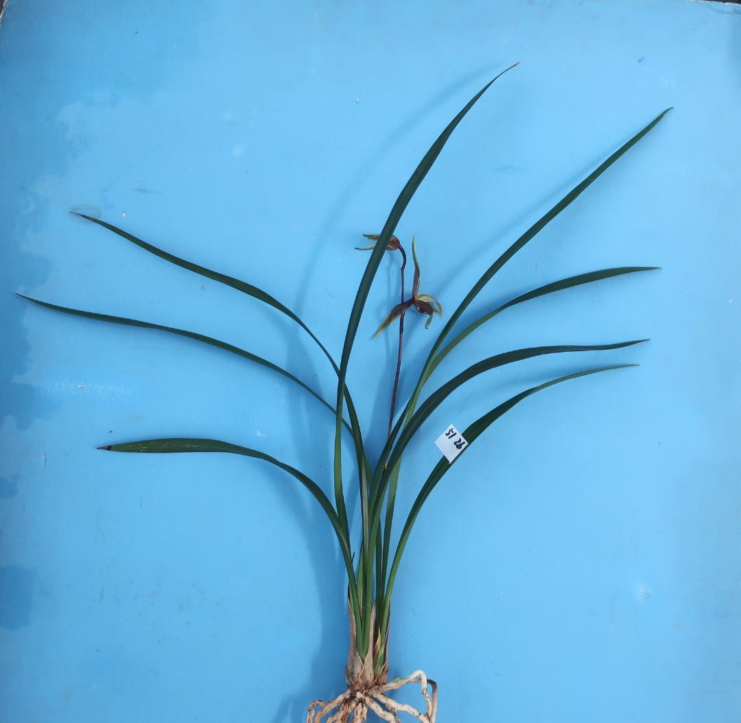 寒蘭-26022-2HL　51　大観望×力王