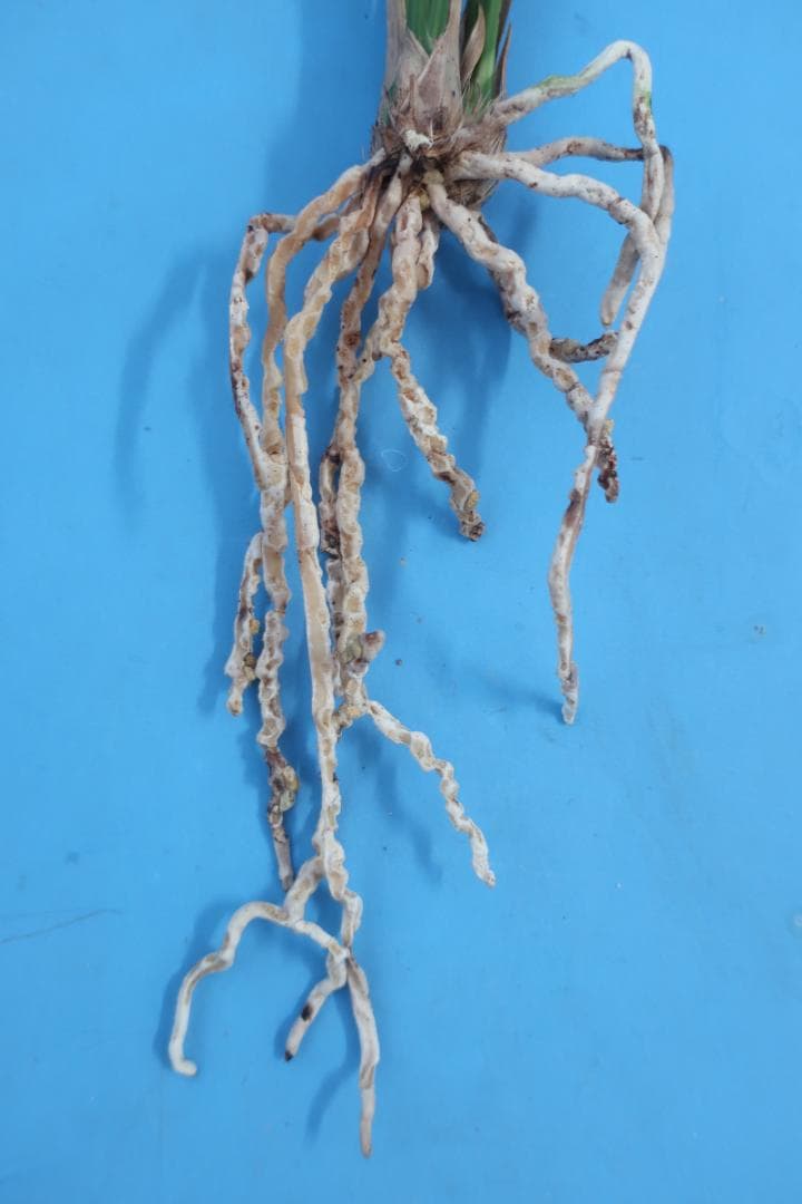 寒蘭-26022-2HL　51　大観望×力王