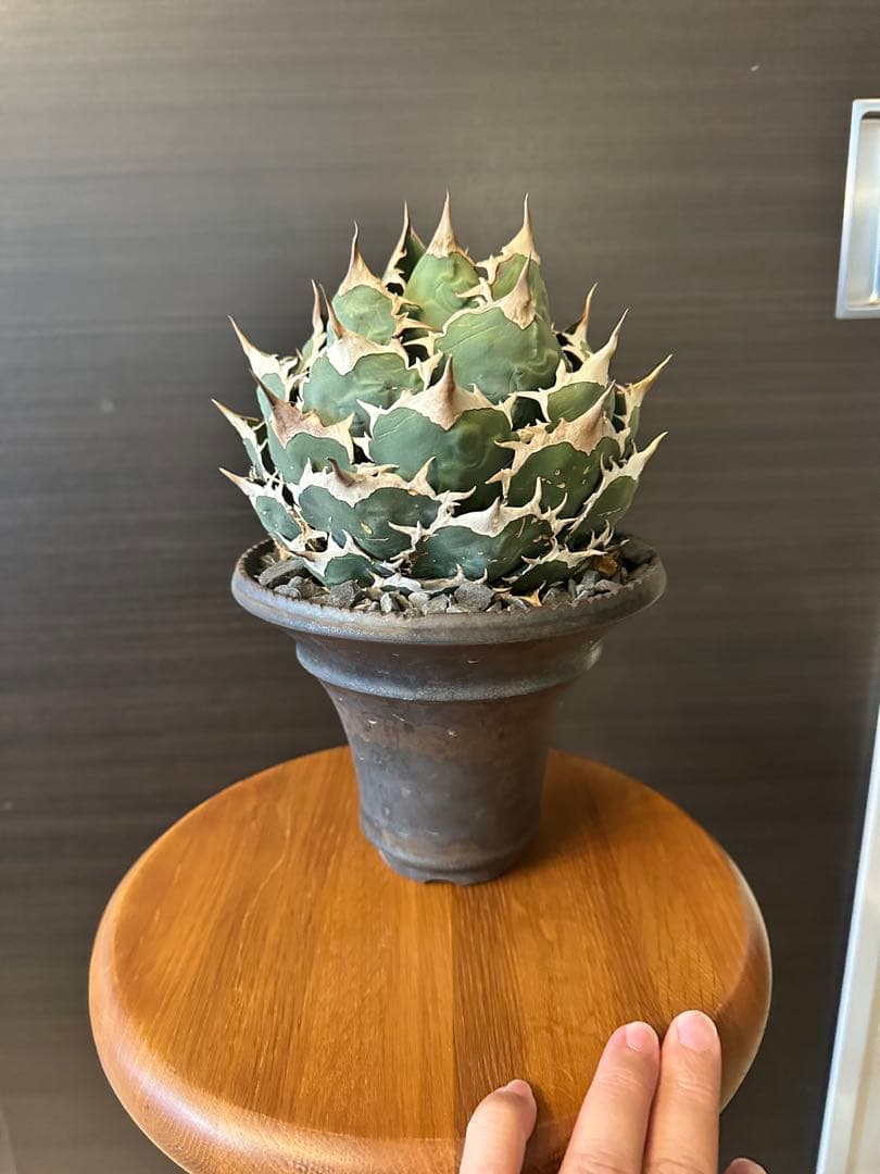 M*u様 アガベ チタノタ オテロイ