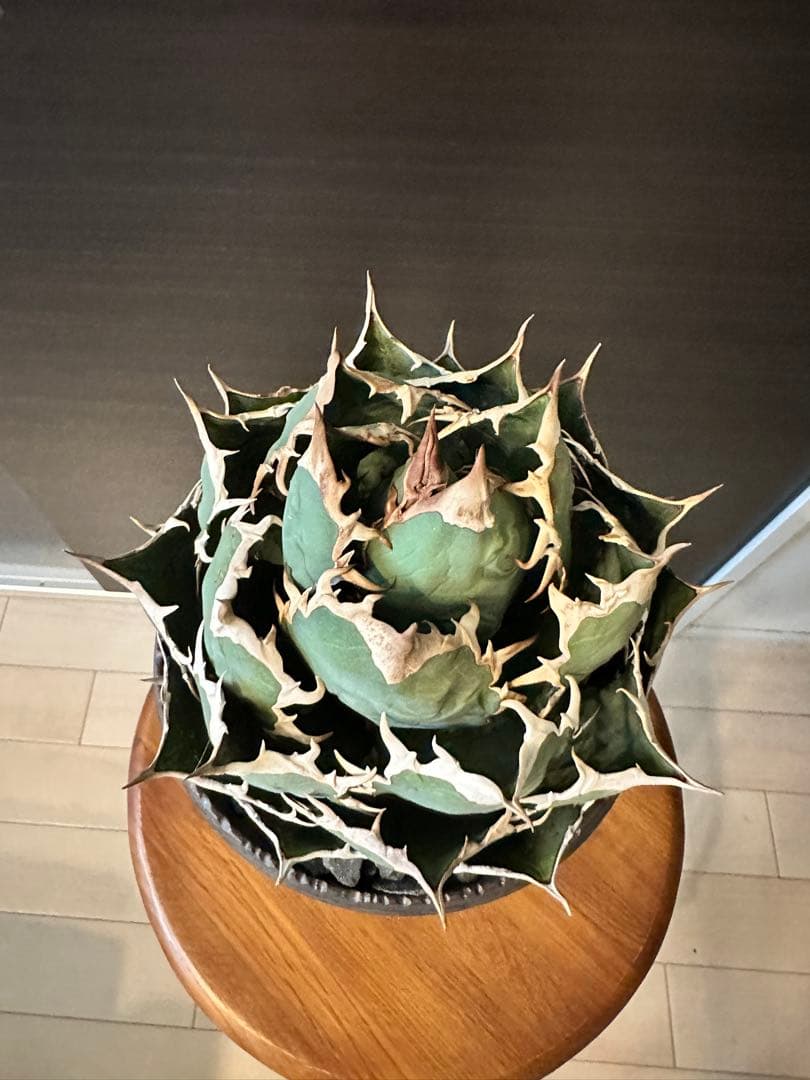 M*u様 アガベ チタノタ オテロイ