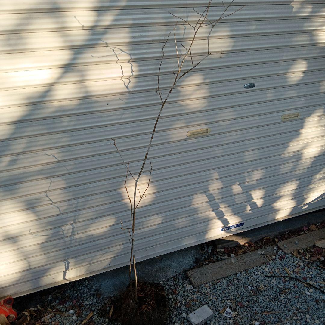 アオダモ　2本立ち　山採り