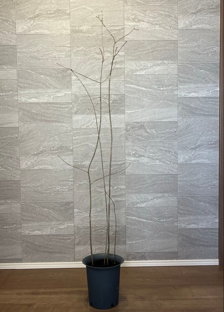 山採り天然　アオダモ　4本株立ち