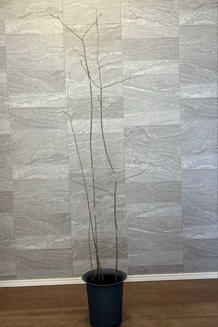 山採り天然　アオダモ　4本株立ち