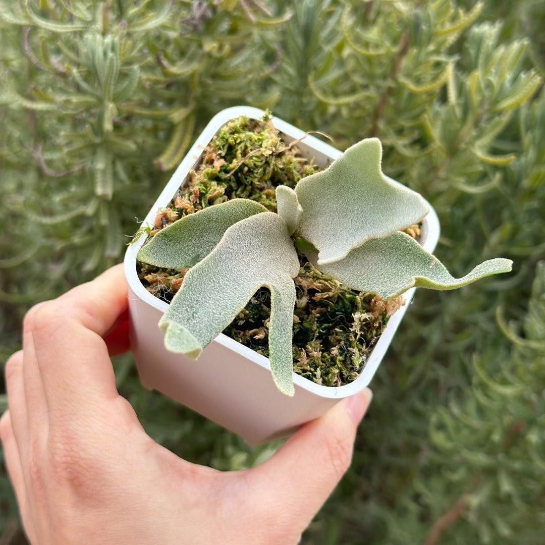 ビカクシダ P.Willinckii Tiara spore 05