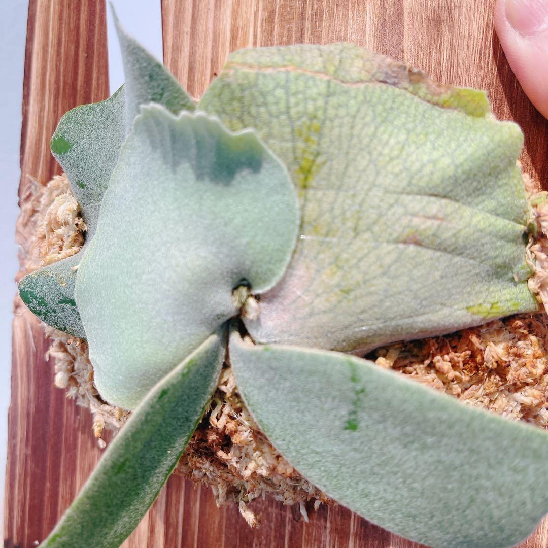 ビカクシダ　コウモリラン　ウイリンキー　オメガ子株