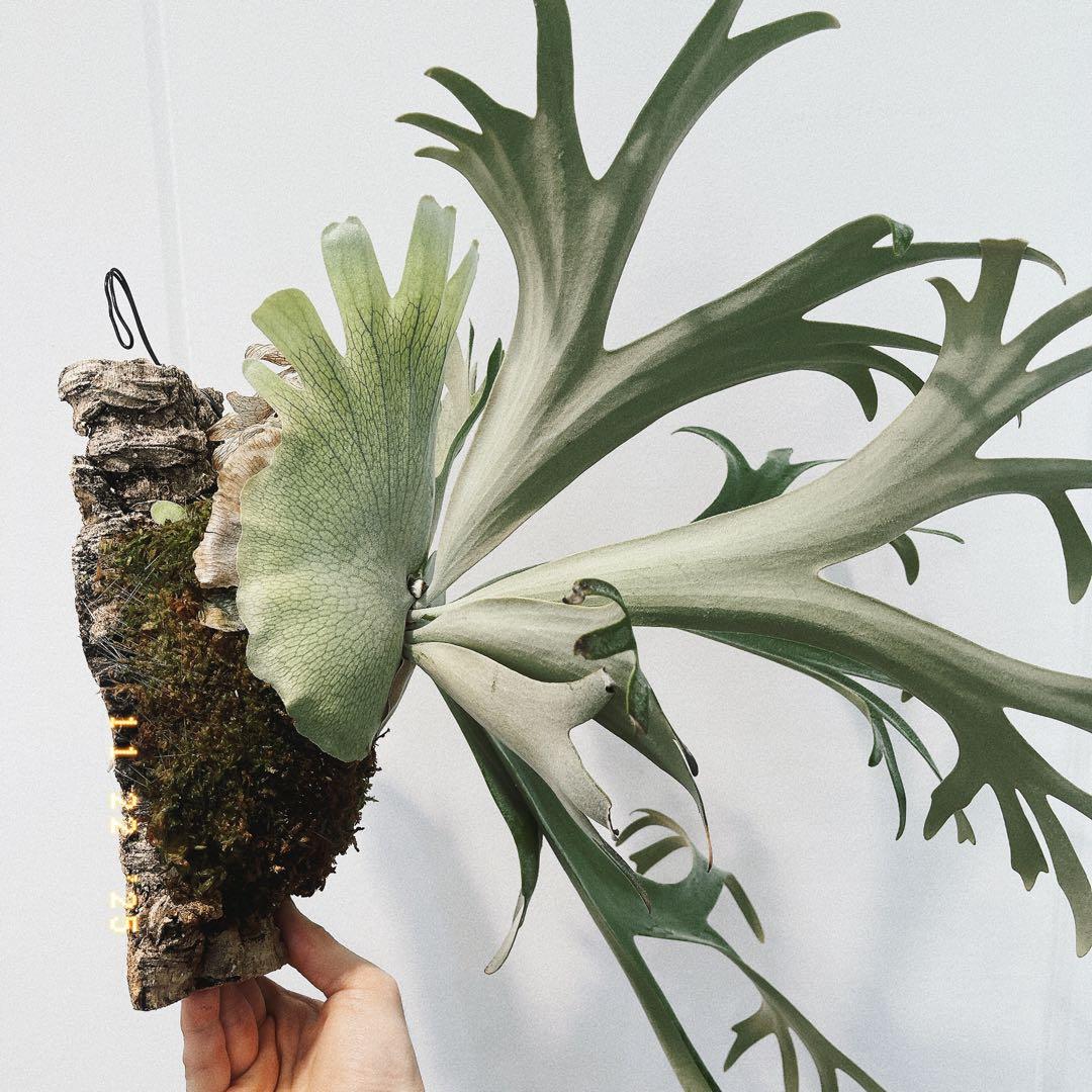 ビカクシダ　コウモリラン　ウイリンキー　オメガ子株