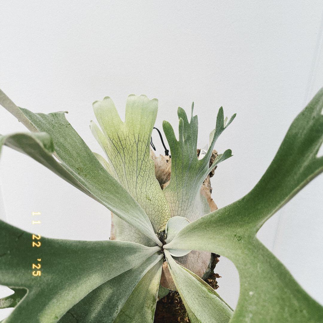 ビカクシダ　コウモリラン　ウイリンキー　オメガ子株