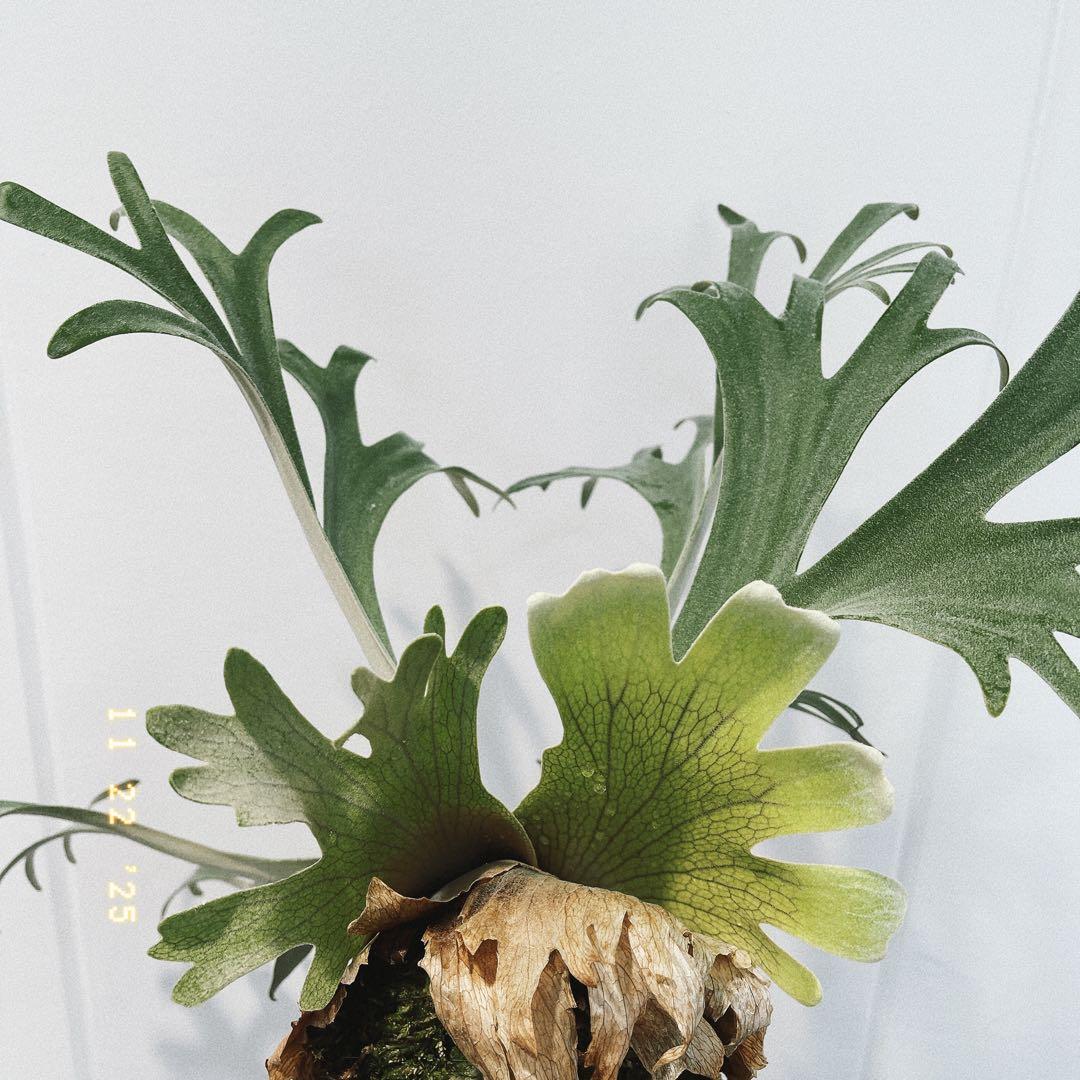 ビカクシダ　コウモリラン　ウイリンキー　オメガ子株