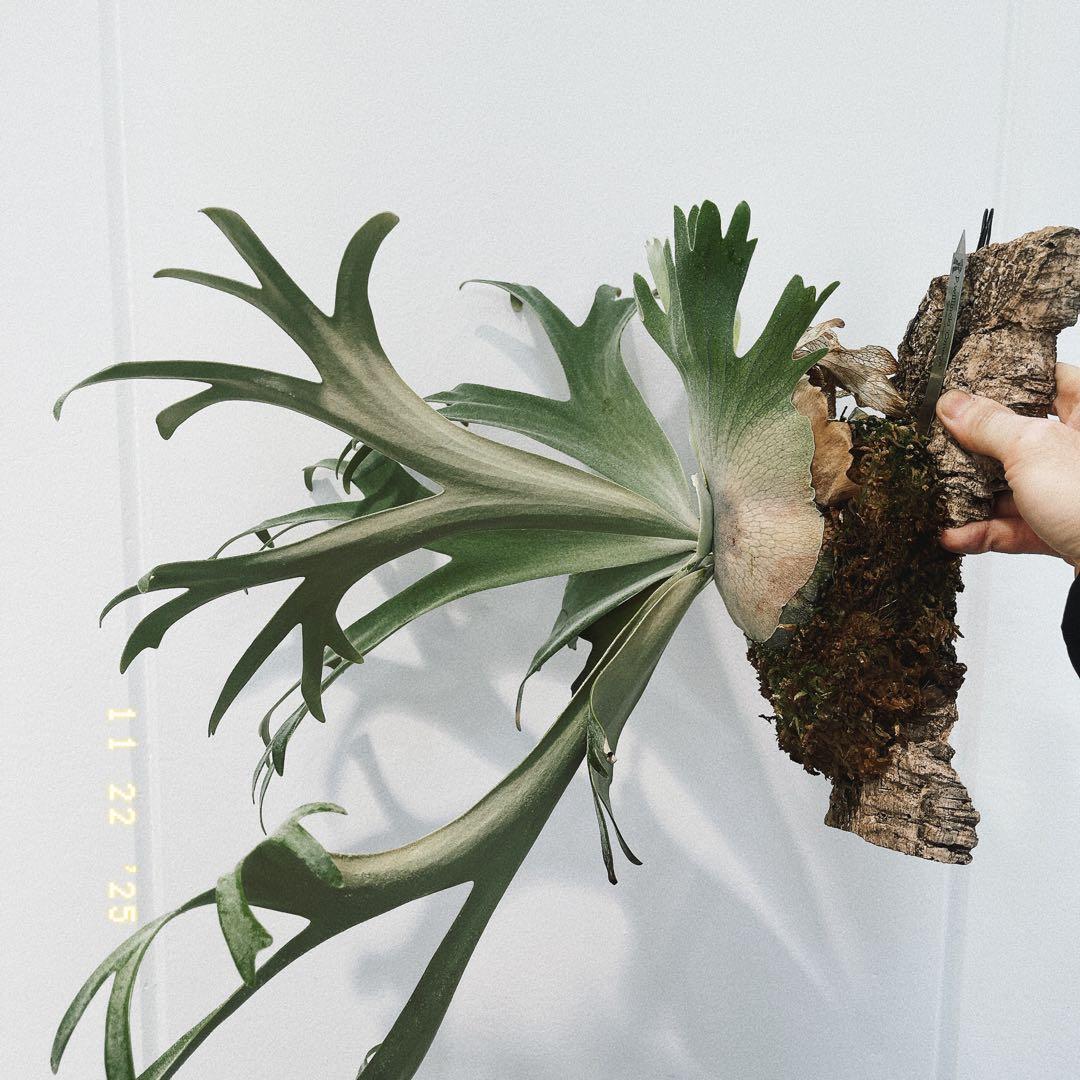 ビカクシダ　コウモリラン　ウイリンキー　オメガ子株