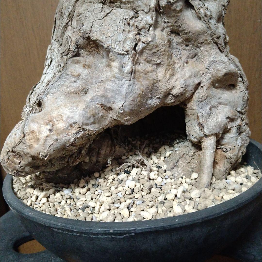 □現地球大株希少Firmiana colorataファルミアナコロラータ