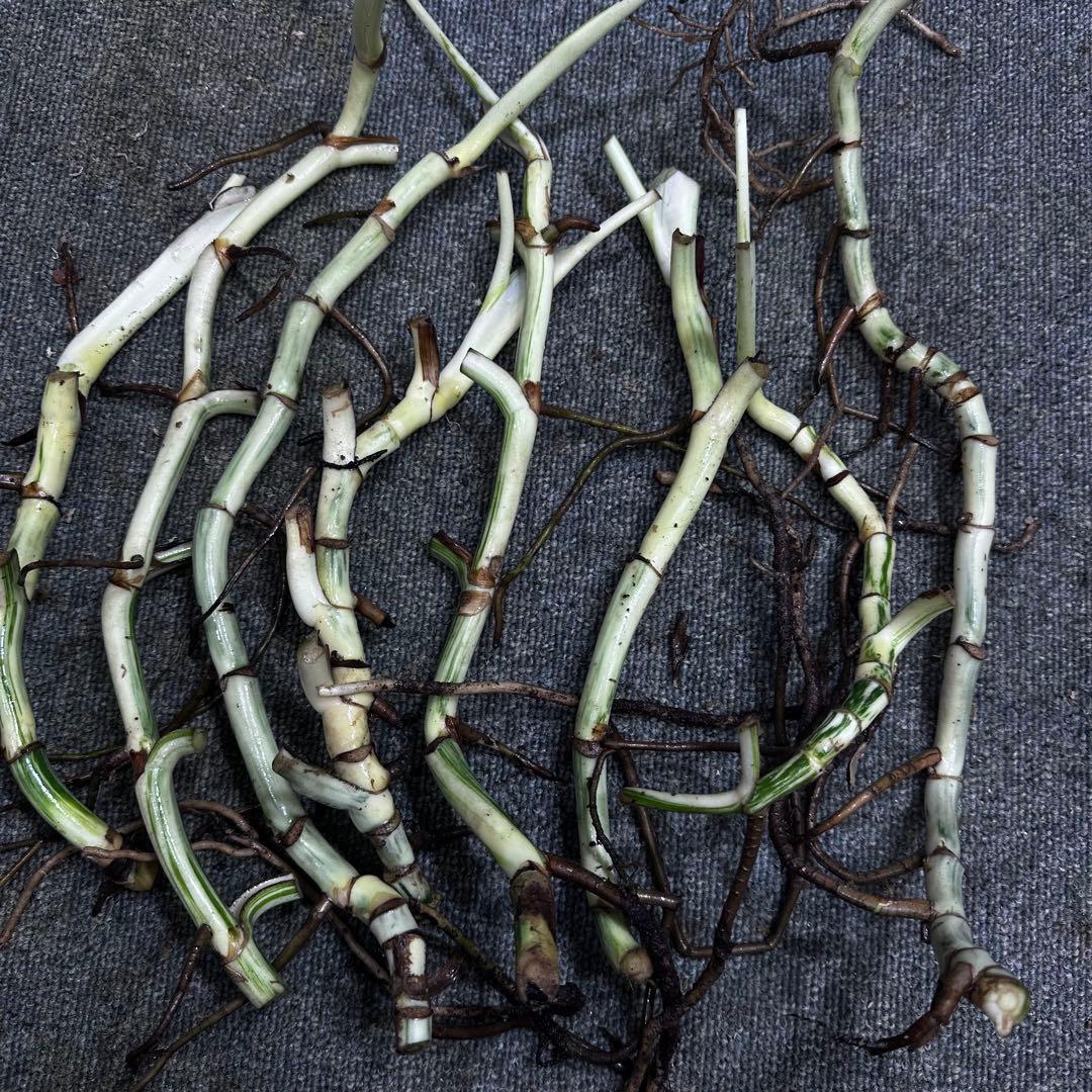 H*I様 斑入りモンステラホワイトタイガー茎8株おまとめ