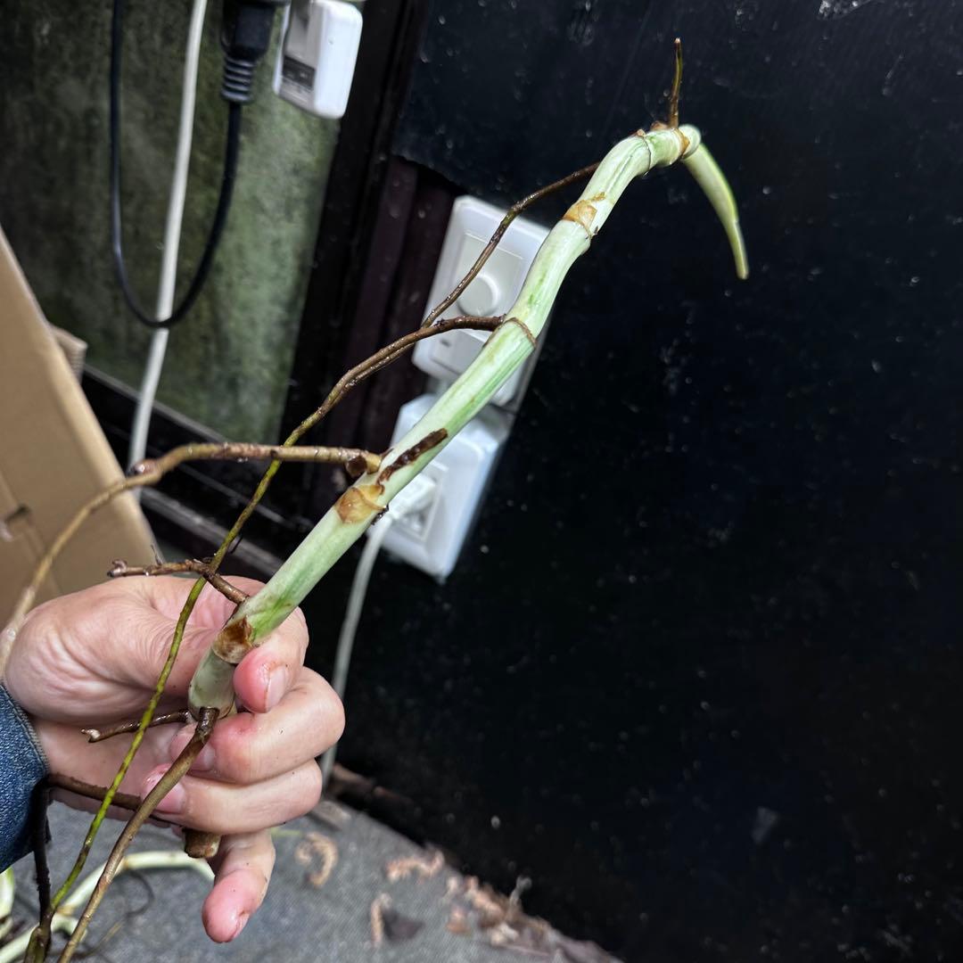 斑入りモンステラホワイトタイガー茎8株おまとめ