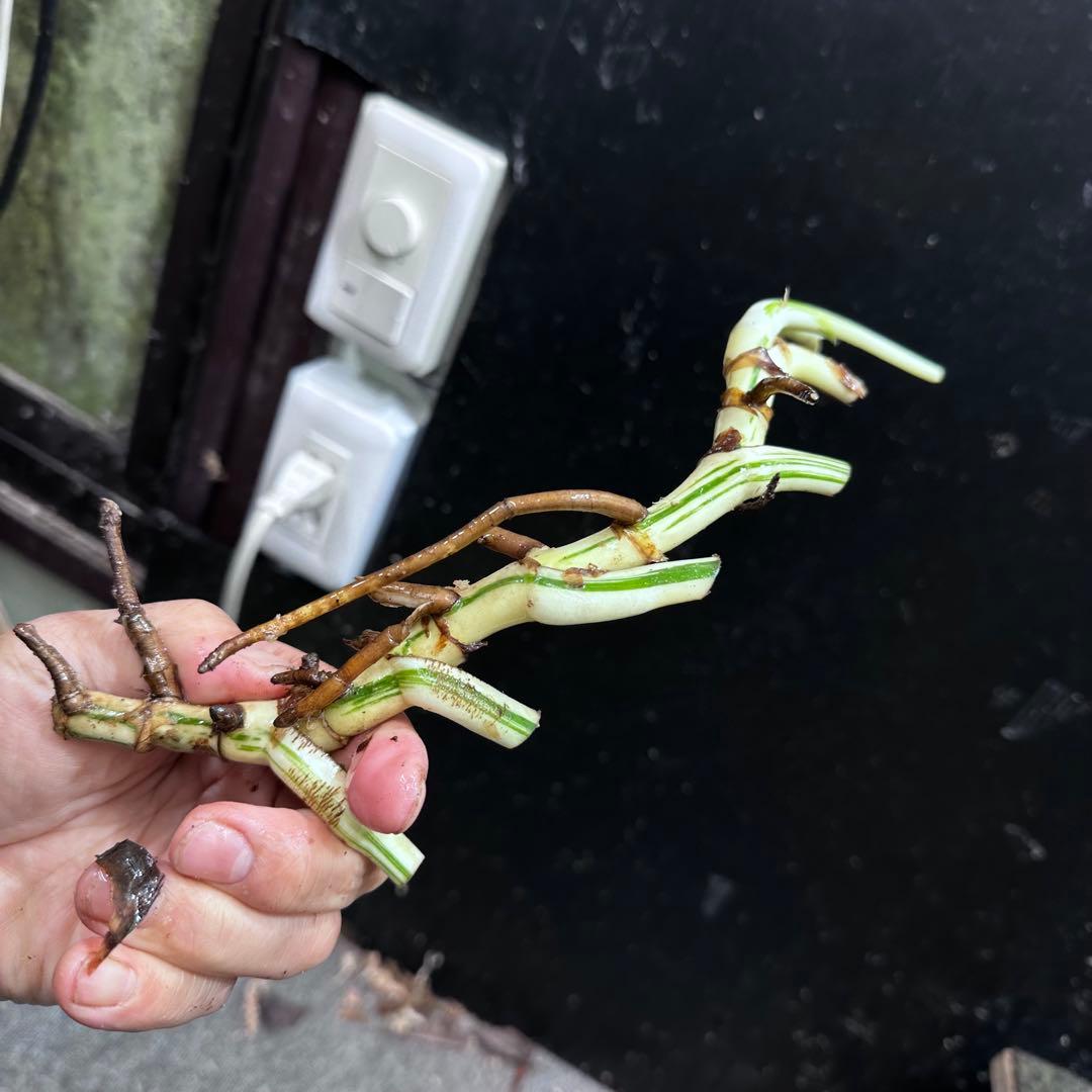 斑入りモンステラホワイトタイガー茎8株おまとめ