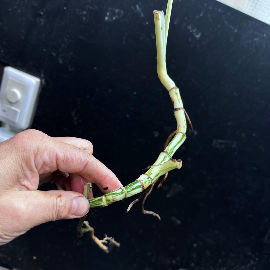 斑入りモンステラホワイトタイガー茎8株おまとめ