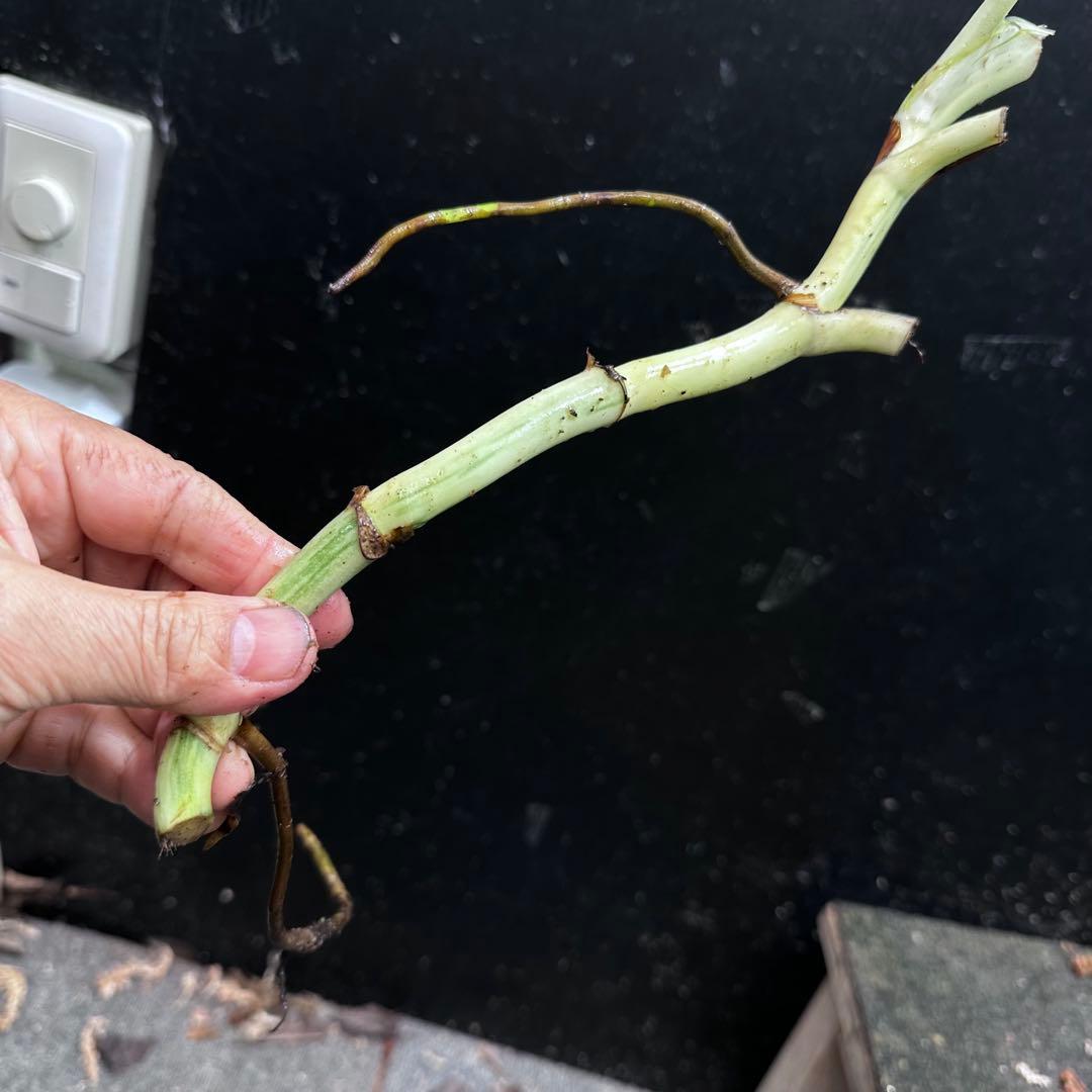 斑入りモンステラホワイトタイガー茎8株おまとめ