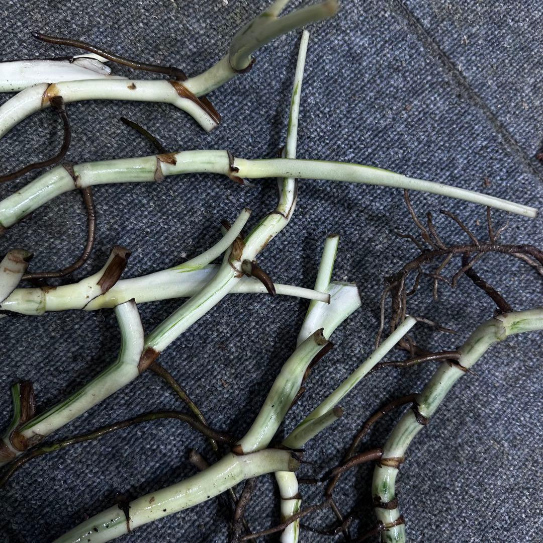 斑入りモンステラホワイトタイガー茎8株おまとめ