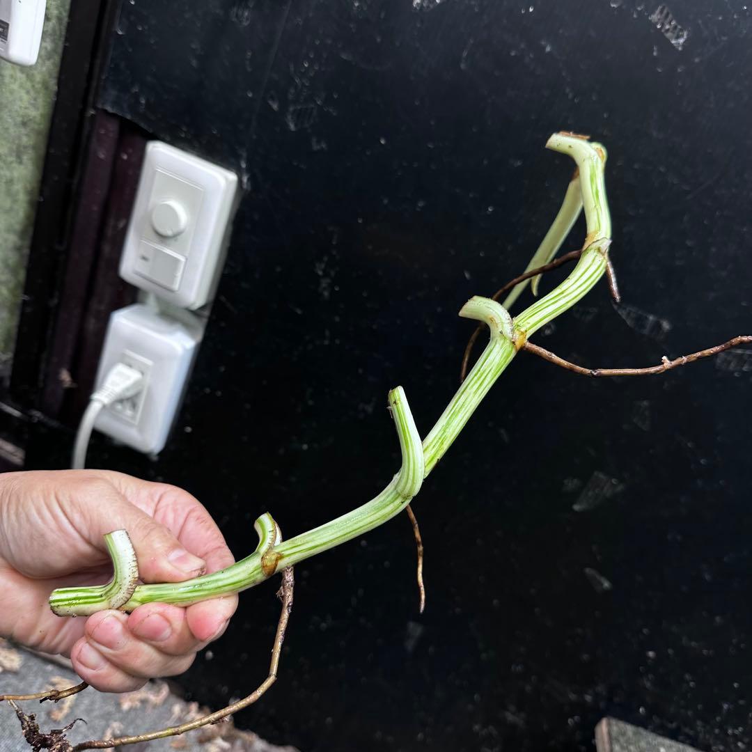 斑入りモンステラホワイトタイガー茎8株おまとめ