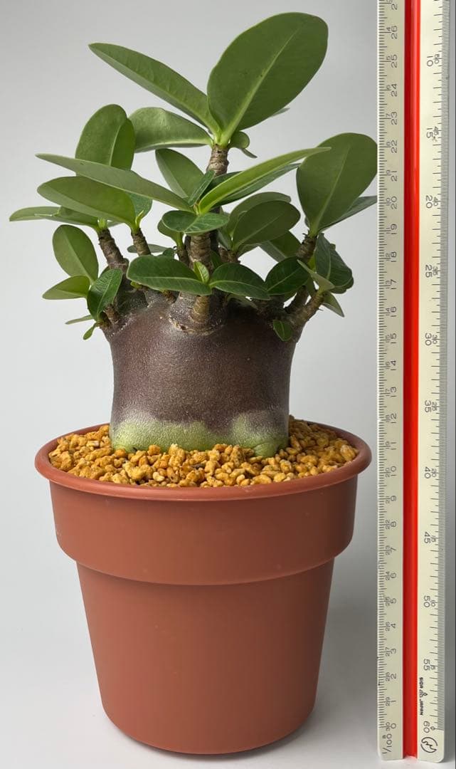 【激レア/ブラックスキン/ドワーフ 】アデニウム スーパーレッド A-7 鉢植え