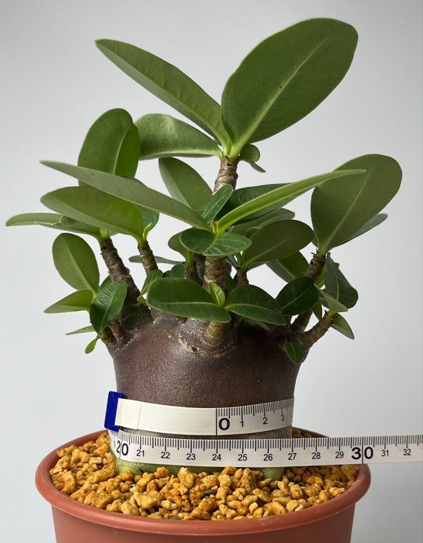 【激レア/ブラックスキン/ドワーフ 】アデニウム スーパーレッド A-7 鉢植え