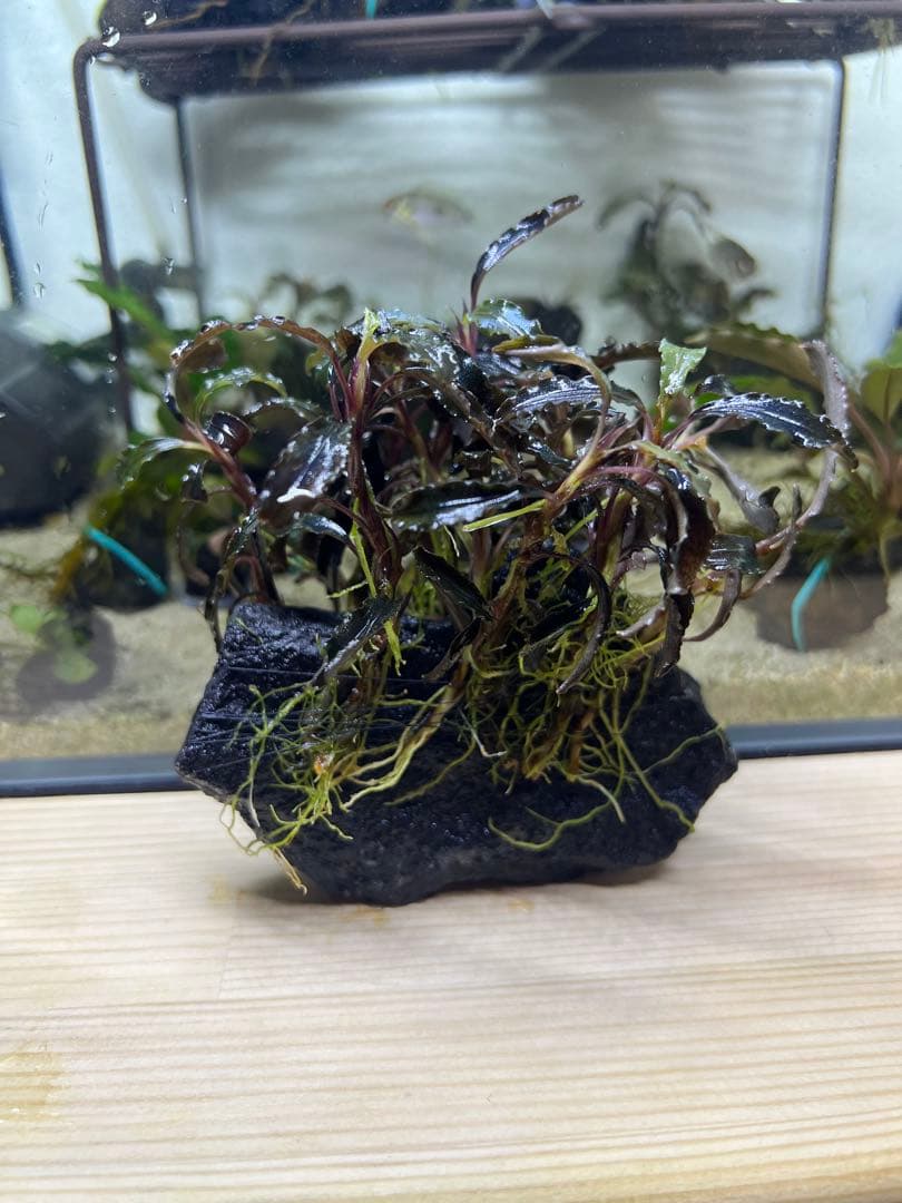 ブセファランドラspクダガン特大群生