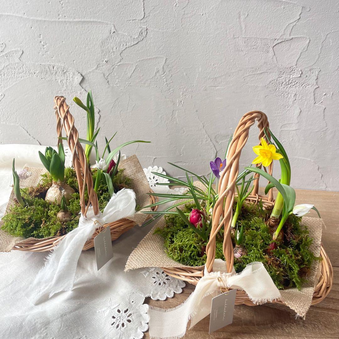 水耕栽培球根籠盛りセット