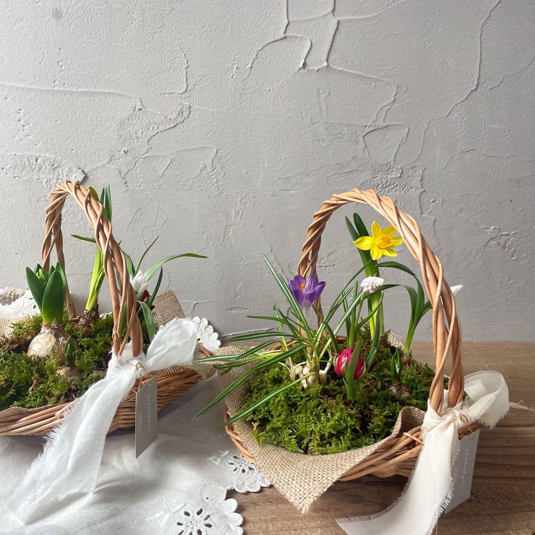 水耕栽培球根籠盛りセット