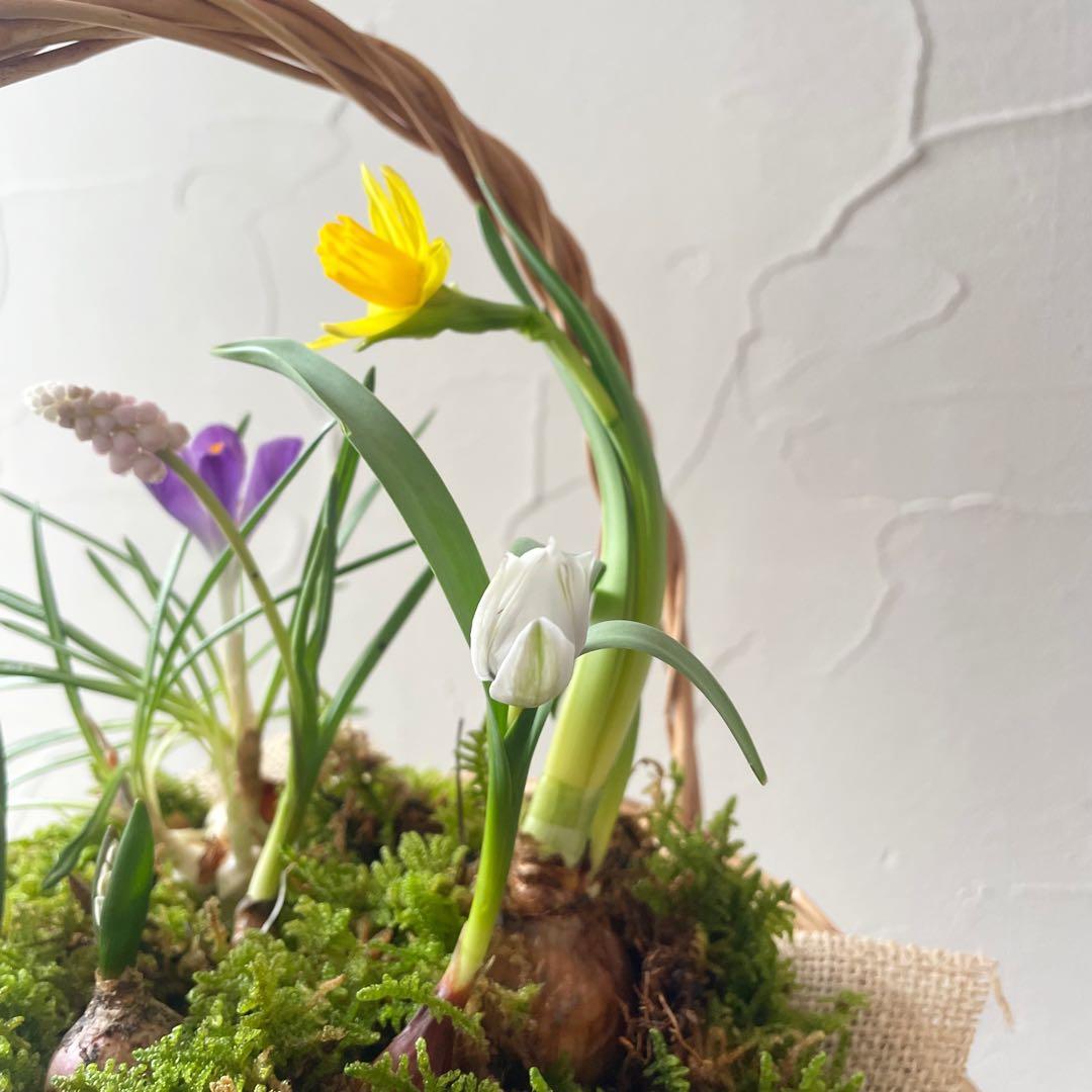 水耕栽培球根籠盛りセット