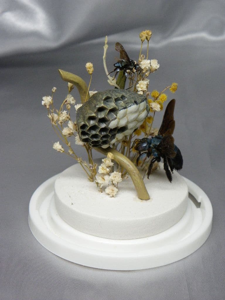 幸福の青い蜂　ビネット標本