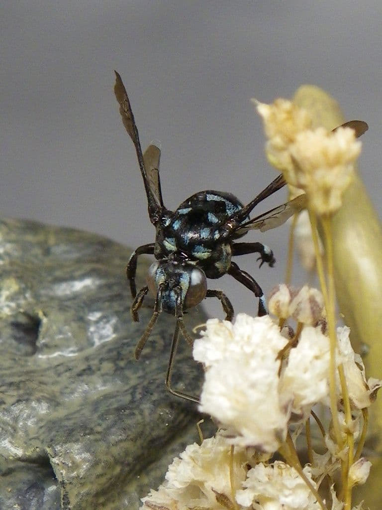 幸福の青い蜂　ビネット標本