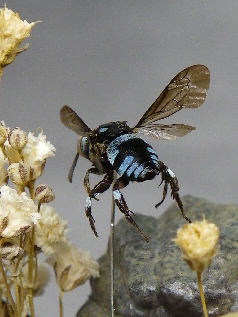 幸福の青い蜂　ビネット標本