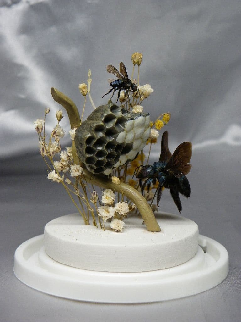 幸福の青い蜂　ビネット標本