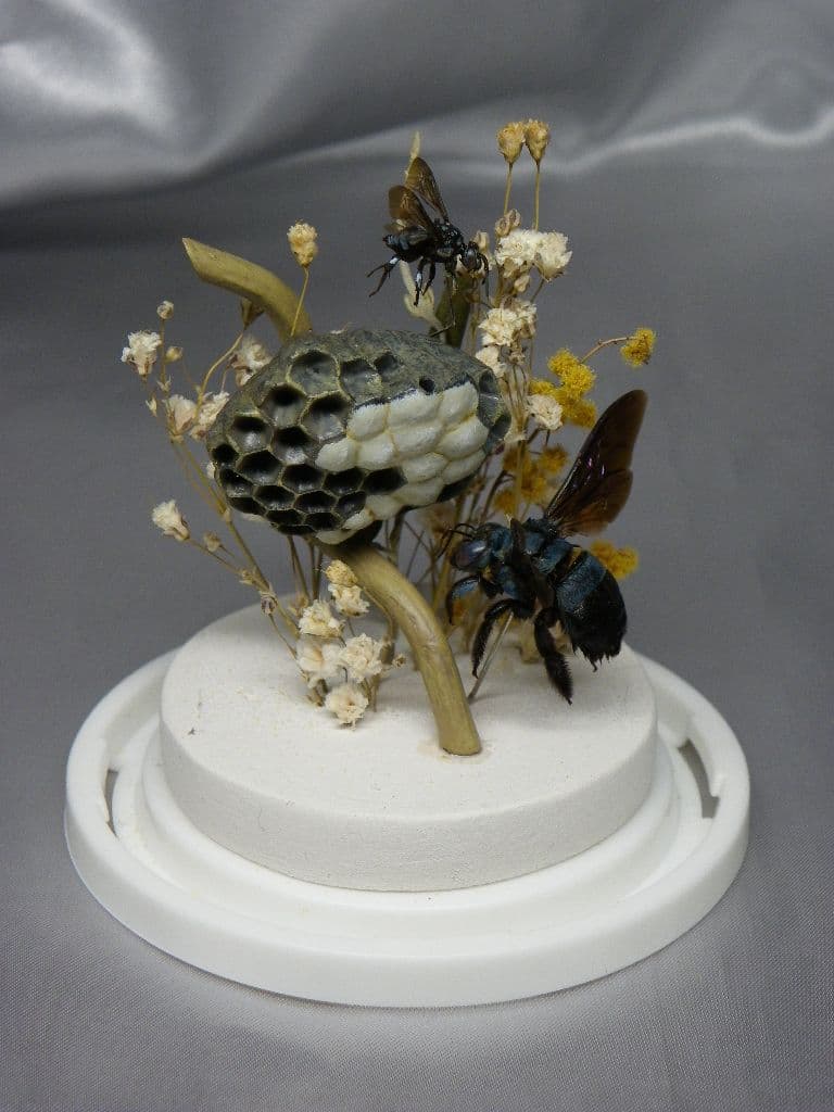 幸福の青い蜂　ビネット標本