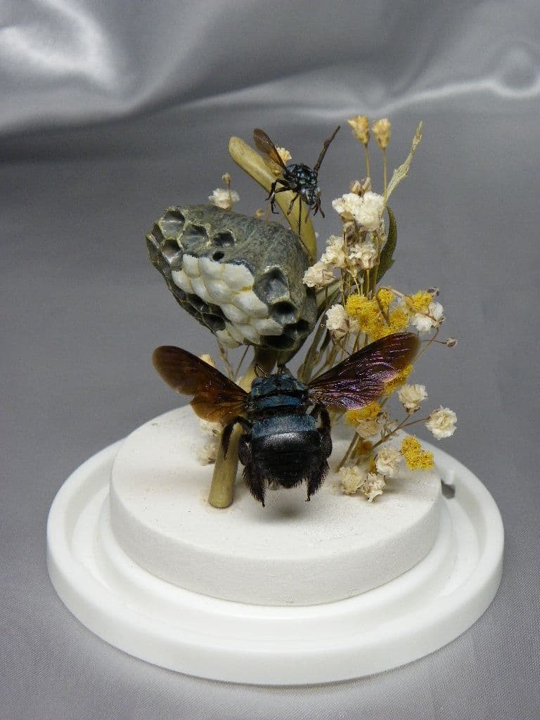 幸福の青い蜂　ビネット標本