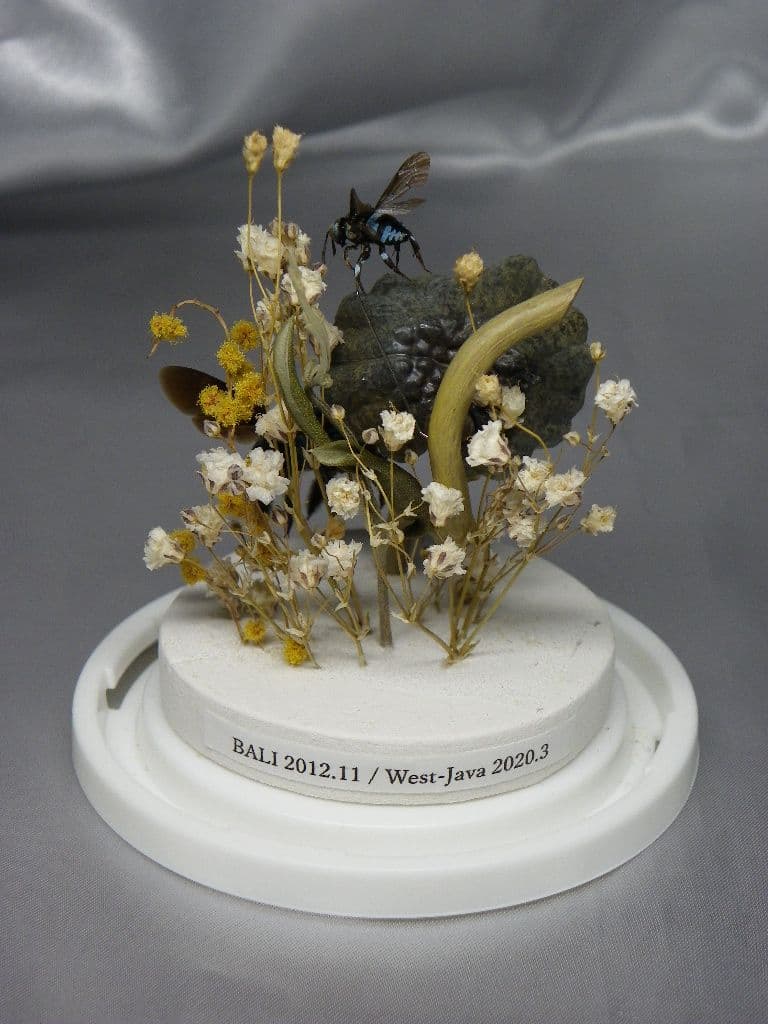 幸福の青い蜂　ビネット標本