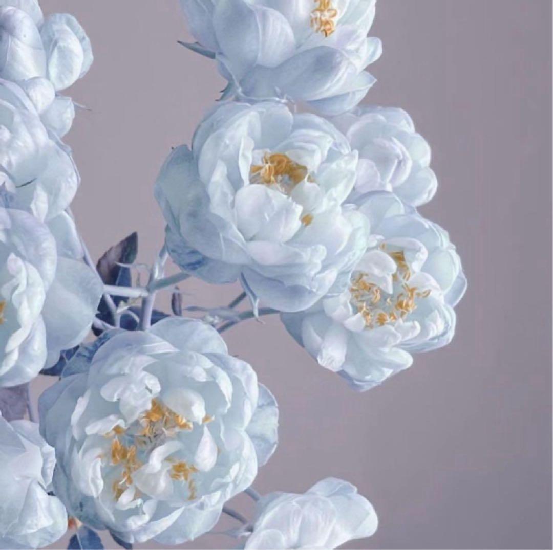 もつにネギジャケット