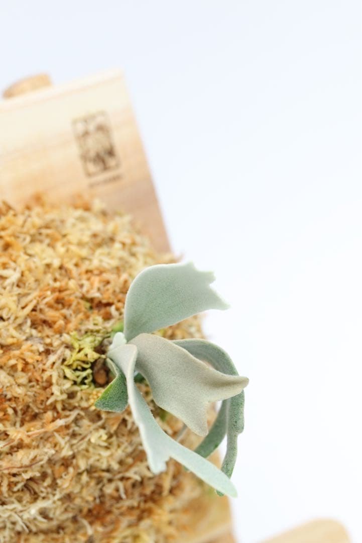 P. Gabriel ビカクシダ